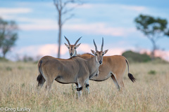 Common Eland photo 2
