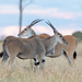 Common Eland - Photo (c) Greg Lasley, some rights reserved (CC BY-NC), uploaded by Greg Lasley