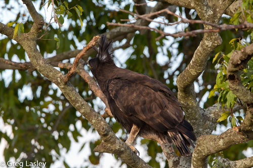 Águila Crestilarga (Lophaetus occipitalis) · iNaturalist Ecuador