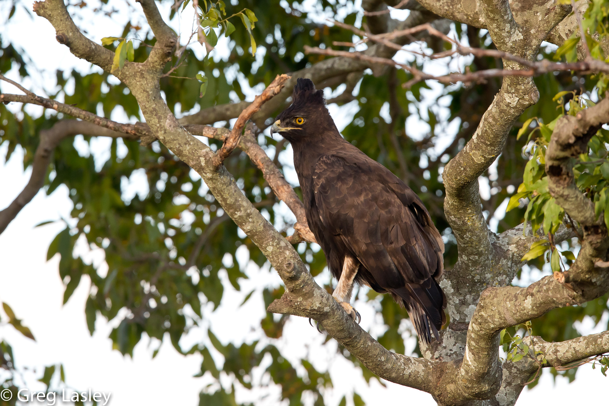 Águila Crestilarga (Lophaetus occipitalis) · iNaturalist Ecuador