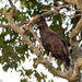 Long-crested Eagle - Photo (c) Greg Lasley, some rights reserved (CC BY-NC), uploaded by Greg Lasley