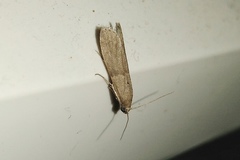 Culladia hastiferalis