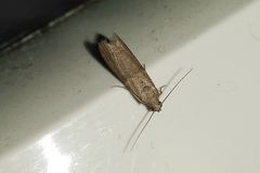 Culladia hastiferalis