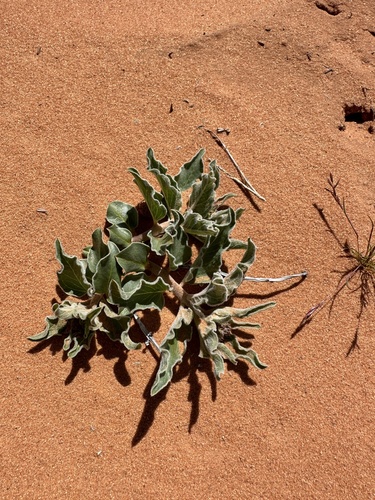 Image of Big Seed Milkweed (Asclepias macrosperma) by (c) Matt Berger, some rights reserved (CC BY)