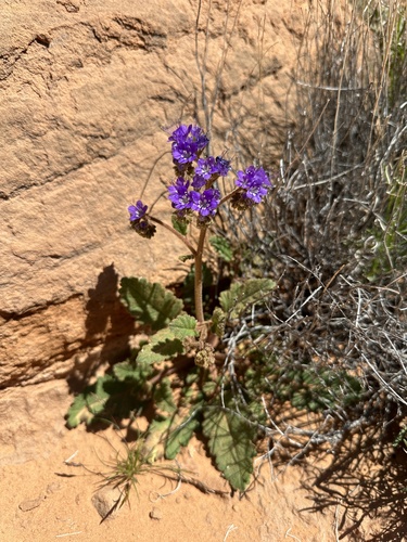 Image of Phacelia howelliana by (c) Matt Berger, some rights reserved (CC BY)
