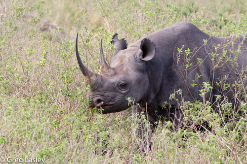 Black Rhinoceros, photo 8 of 10