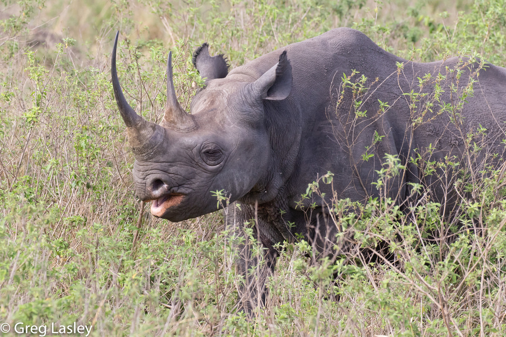 Narrow-lipped Rhinoceroses