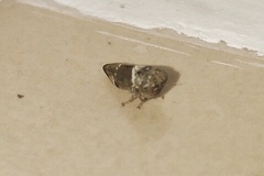 Idioscopus nitidulus
