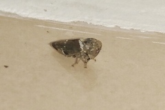 Idioscopus nitidulus