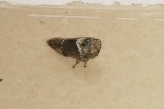 Idioscopus nitidulus