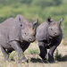 Caballos, Tapires Y Rinocerontes - Photo (c) Greg Lasley, algunos derechos reservados (CC BY-NC), subido por Greg Lasley