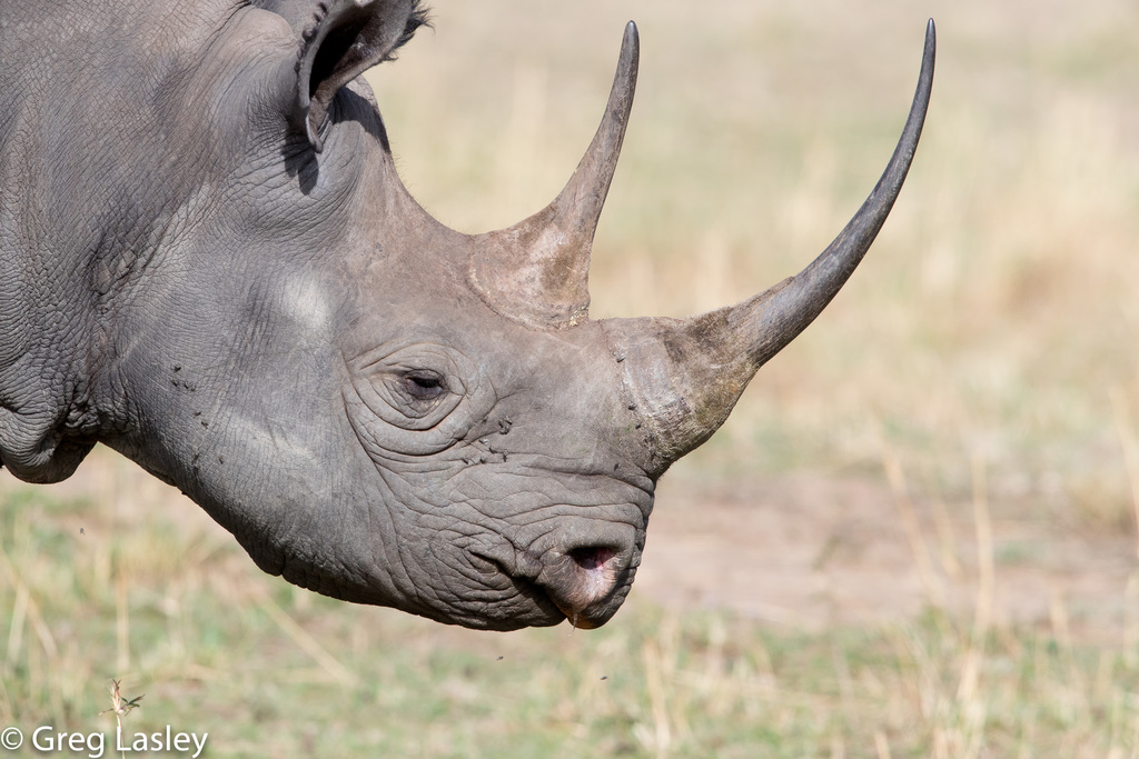 Rhinoceroses