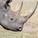 Rhinoceroses - Photo (c) Greg Lasley, some rights reserved (CC BY-NC), uploaded by Greg Lasley