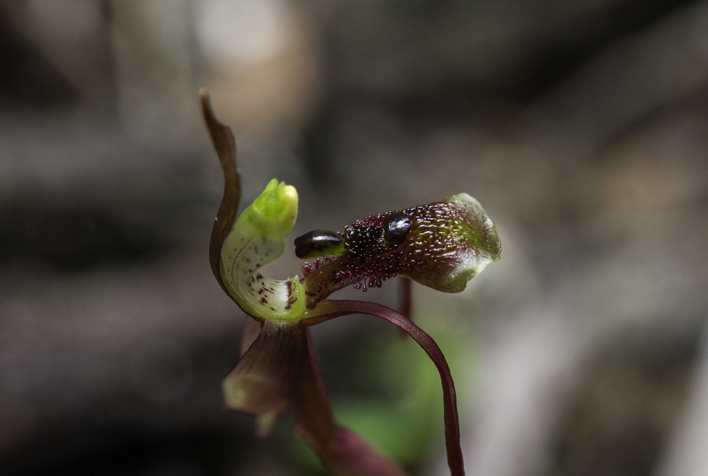Chiloglottis diphylla