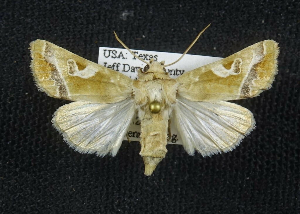 Hexorthodes emendata