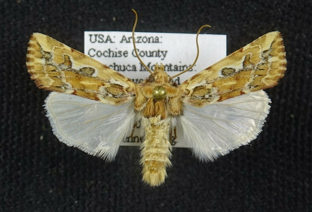 Hypotrix optima