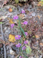 Polygala mariana
