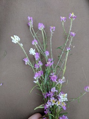 Polygala mariana