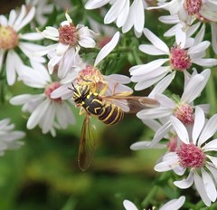Spilomyia longicornis