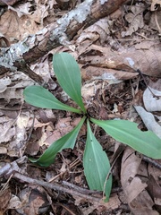 Clintonia