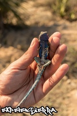 Sceloporus cyanostictus