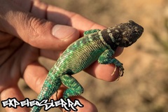 Sceloporus cyanostictus