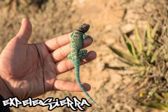 Sceloporus cyanostictus