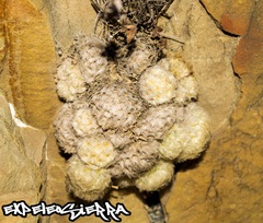 Mammillaria plumosa