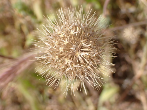 San Joaquin silverpuffs (Microseris campestris)