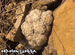 Mammillaria plumosa
