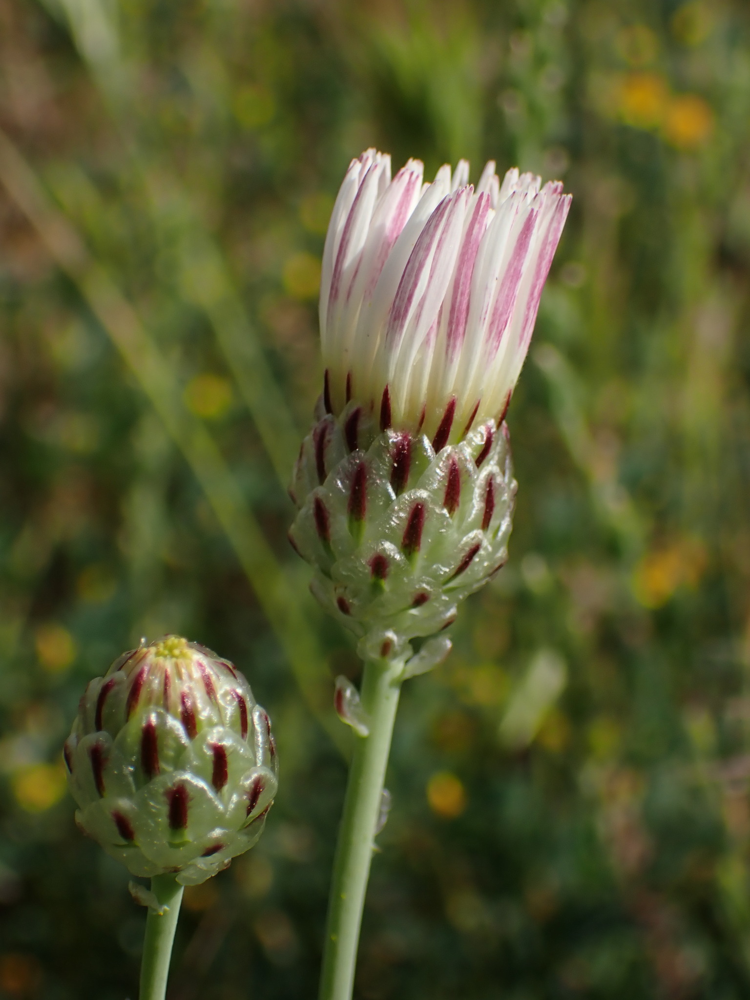 Malacothrix coulteri