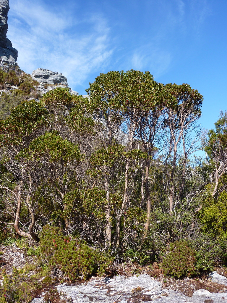Varnished Gum from Southwest TAS 7139, Australia on December 18, 2013