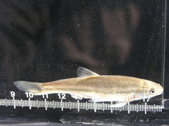 Telestes pleurobipunctatus