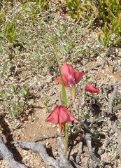 Gladiolus meliusculus