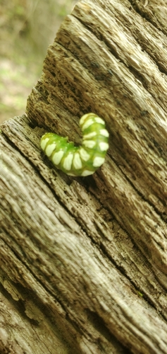 Thaxter’s Sallow photo 2