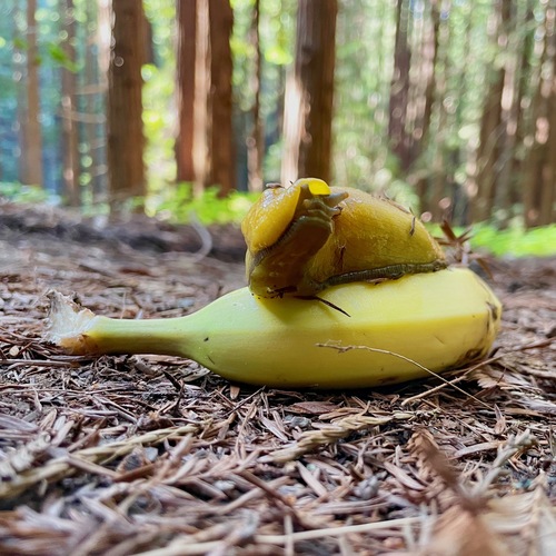 Slender Banana Slug, Santa Cruz County, CA, USA, photo 4 of 10