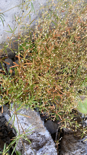 Mollugo verticillata observed 2023-05-04