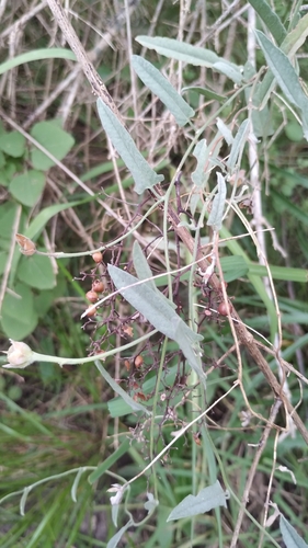 Image of Convolvulus hermanniae by no rights reserved