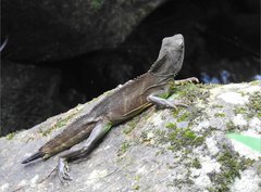 Physignathus cocincinus