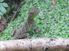 Physignathus cocincinus