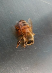 Apis mellifera image