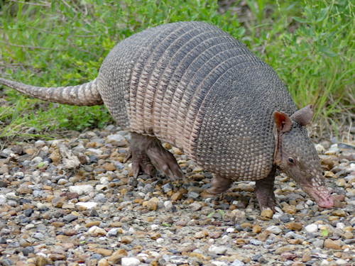 Mexican Long-nosed Armadillo, photo 5 of 10