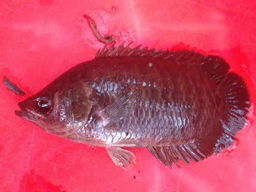 Leopard bushfish (Ctenopoma acutirostre) — Anabantidae — 2