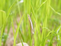 Crambus pascuella