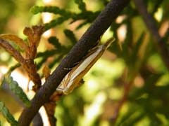 Crambus pascuella