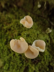 Ostropomycetidae