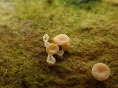 Ostropomycetidae