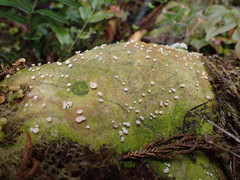 Ostropomycetidae