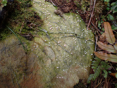 Ostropomycetidae