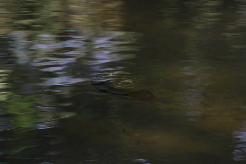 Oaxaca cichlid
